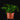 Humata tyermannii