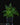 Humata tyermannii