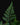 Humata tyermannii