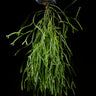 Huperzia nummulariifolia