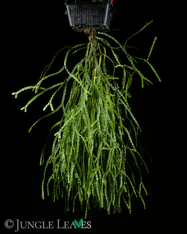 Huperzia nummulariifolia