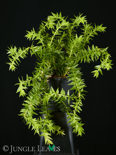 Huperzia phlegmaria 'Black Stem'