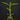 Ant plant