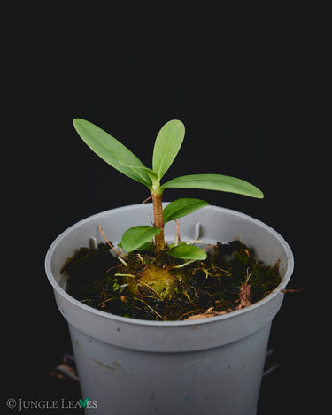 Hydnophytum formicarum