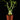 Hydnophytum moseleyanum