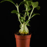 Hydnophytum moseleyanum