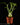Hydnophytum moseleyanum