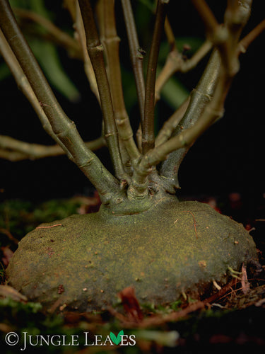 Hydnophytum puffii (sp. Needle Leaf)