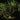 Hydnophytum puffii (sp. Needle Leaf)