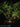 Hydnophytum puffii (sp. Needle Leaf)