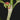 Hydnophytum radicans ex. simplex