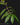 Hydnophytum radicans ex. simplex