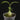 Hydnophytum radicans ex. simplex