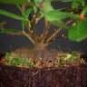Hydnophytum sp. 'Flat Caudex'