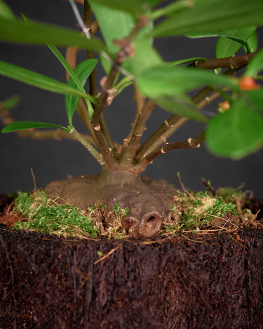 Hydnophytum sp. 'Flat Caudex'