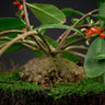 Hydnophytum sp. Malaysia, Peninsula