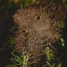 Hydnophytum sp. Wondiwoi