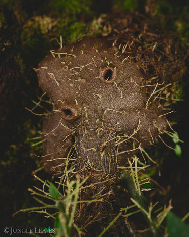Hydnophytum sp. Wondiwoi