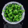 Hydrocotyle cf. tripartita in Vitro