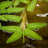 Hygroryza aristata Schwimmreis