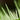 Urtica ferox Trichome