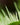 Urtica ferox Trichome