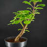 Plectranthus ernstii 2
