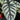 Alocasia baginda ‚Silver Dragon‘