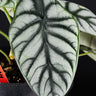 Alocasia baginda ‚Silver Dragon‘