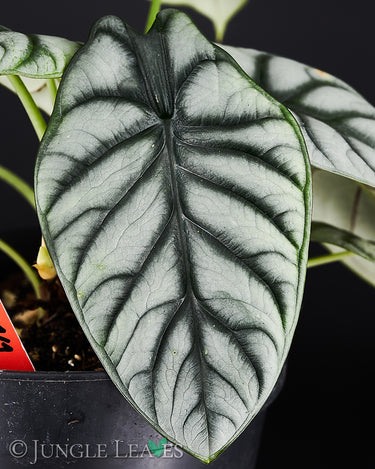 Alocasia baginda ‚Silver Dragon‘