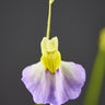 Blüte
