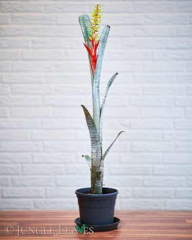 Aechmea nudicaulis 'Silver Streak'