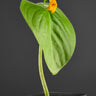 Microchirita micromusa