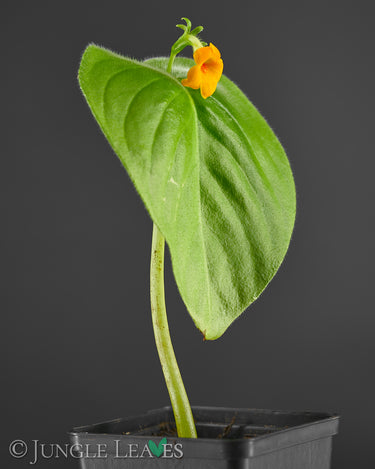 Microchirita micromusa