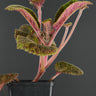 Episcia lilacina