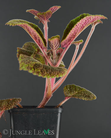 Episcia lilacina