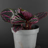 Calathea roseopicta 'illustris'