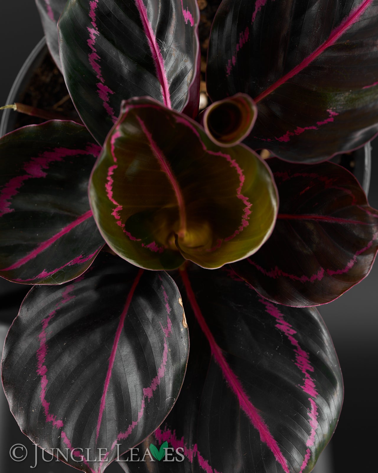 Calathea roseopicta 'Dottie' / 'Illustris' – Jungle Leaves