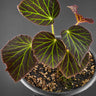 Begonia chloroneura