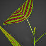 Christia obcordata