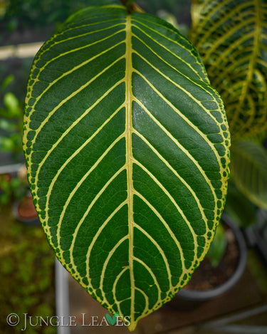 Sanchezia speciosa