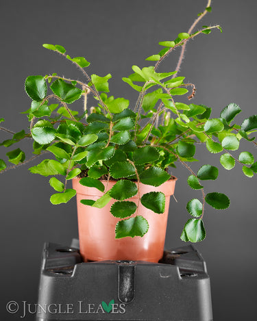 Pellaea rotundifolia