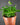 Mickelopteris cordata