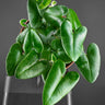 Mickelopteris cordata