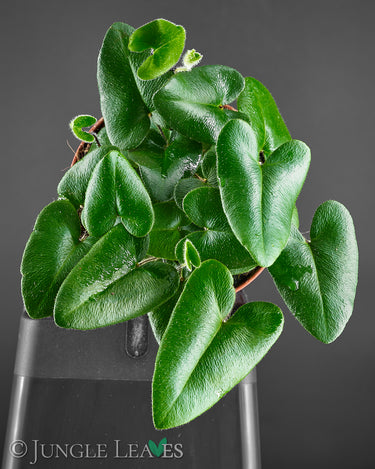 Mickelopteris cordata