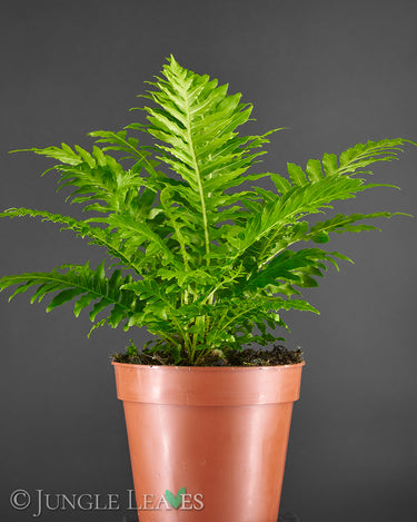 Blechnum gibbum 'Silver Lady'