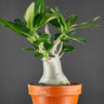 Adenium obesum