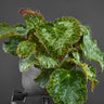Begonia sizemoreae