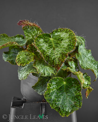 Begonia sizemoreae