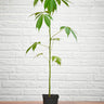 Ceiba pentandra
